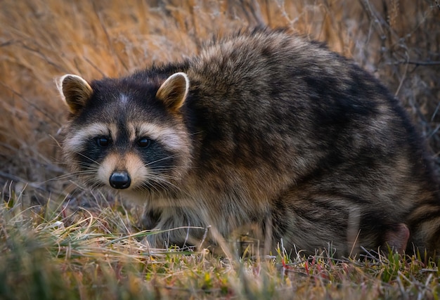 Closeup of an adorable raccoon on the ground around the Great Salt Lake in Utah, the US