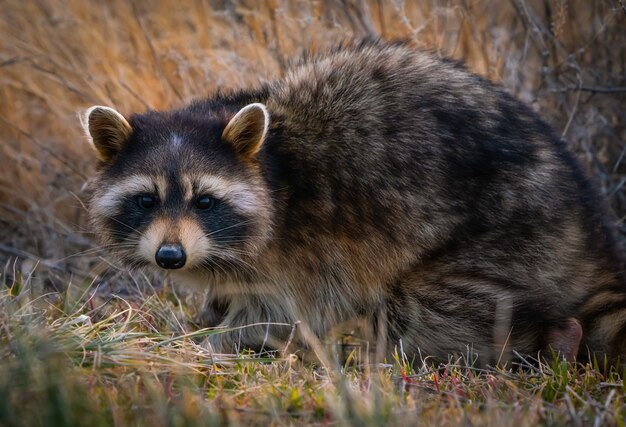 Closeup of an adorable raccoon on the ground around the Great Salt Lake in Utah, the US