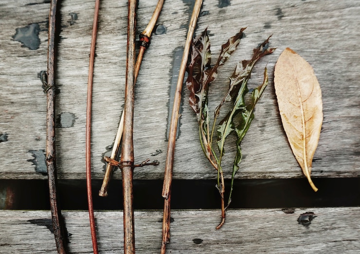 Free Photo closeup aerial view of plant branches on wooden table