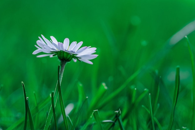 Foto gratuita primo piano di un fiore di margherita africana