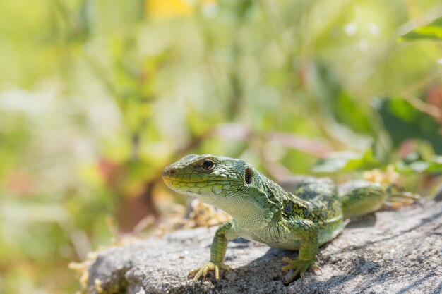 日光の下で緑に囲まれた岩の上のアガマのクローズアップ