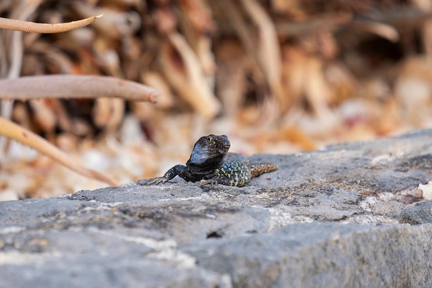 Closeup of an agama in a wild nature