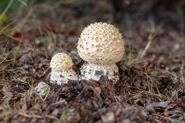 모호한 나뭇 가지와 잔디로 둘러싸인 Agaricus 버섯의 근접 촬영