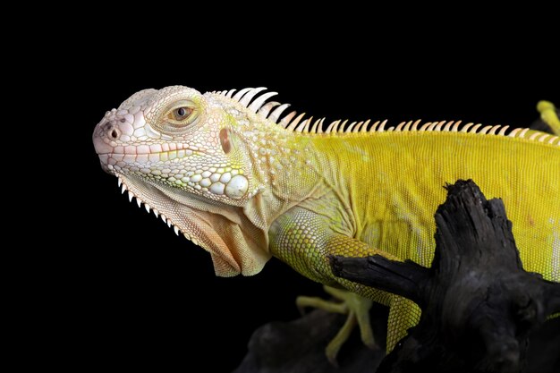 Closeup of Albino iguana on tree