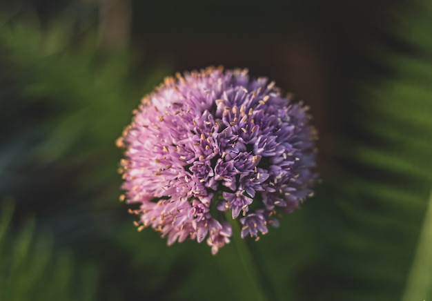 Closeup of an Allium flower in a field under the sunlight with a blurry wall