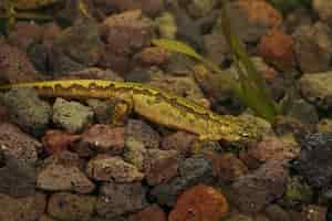 Foto gratuita primo piano di un acquatico insolito colorato femmina tritone dei carpazi (lissotriton montandoni)