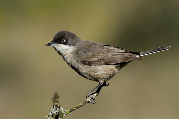 Foto gratuita primo piano di un warbler arabo in piedi su un ramo di albero sotto la luce del sole