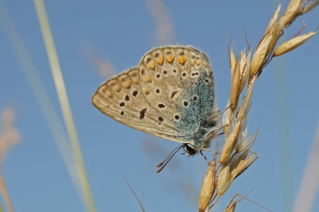 잔디에 닫힌 날개가 있는 아르거스 블루(Polyommates icarus)의 근접 촬영