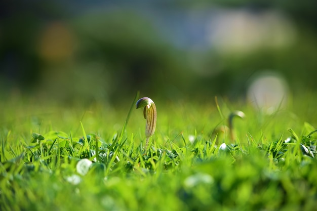 몰타의 햇빛 아래 녹지로 덮여 지상에 성장하는 Arisarum vulgare의 근접 촬영