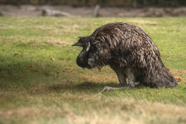 Foto gratuita primo piano di un uccello emu australiano sull'erba