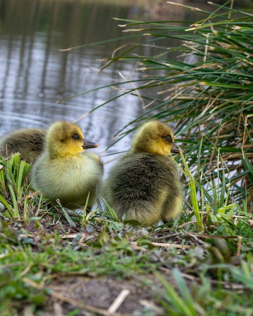 Closeup of baby ducks on the bank of the river