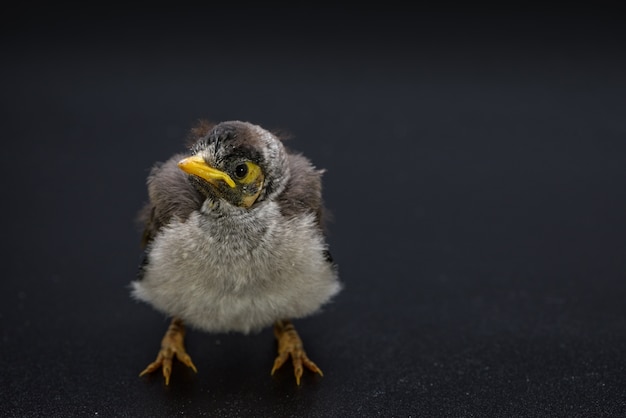 Free photo closeup of a baby noisy miner on black background. an australian native bird.