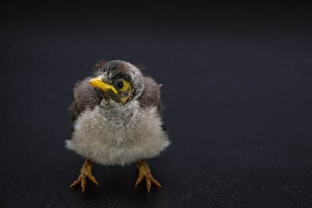 Closeup of a baby noisy miner on black background. An Australian native bird.