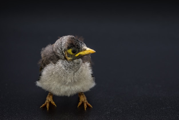 黒の背景に赤ちゃんの騒々しい鉱夫の拡大写真。オーストラリアのネイティブな鳥。