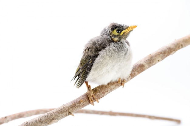 Free photo closeup of a baby noisy miner on white background. an australian native bird.