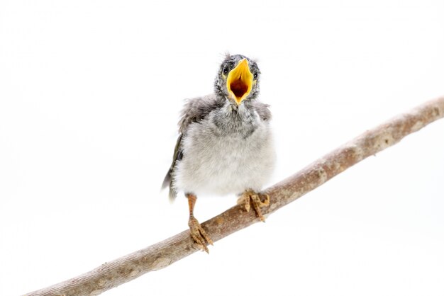 Closeup of a baby noisy miner on white background. An Australian native bird.