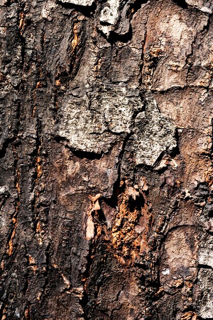 樹皮の質感の拡大