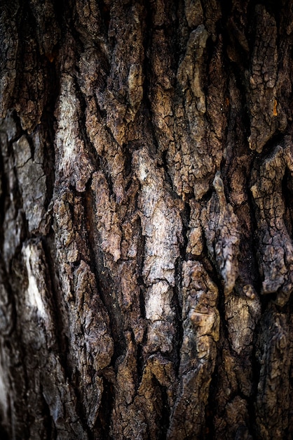 Foto gratuita primo piano della trama della corteccia