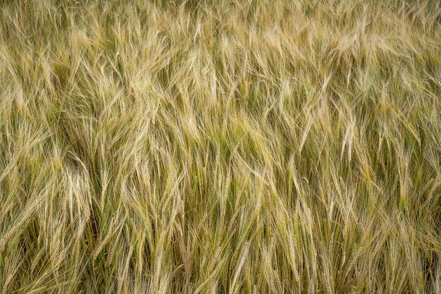 Closeup of the barley grain field background