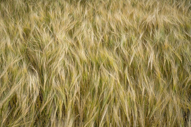 Closeup of the barley grain field background