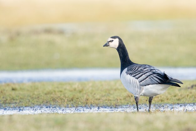 Closeup of a barnacle goose on a marsh landscape