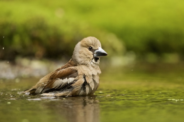 Closeup of a bathing hawfinch  bird