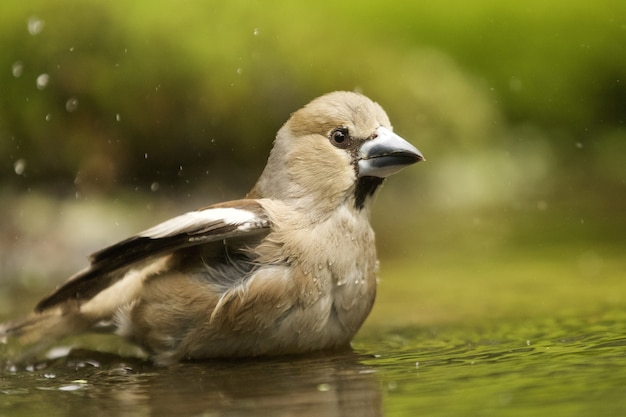 入浴シメ鳥のクローズアップ