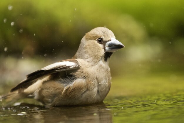 Closeup of a bathing hawfinch  bird