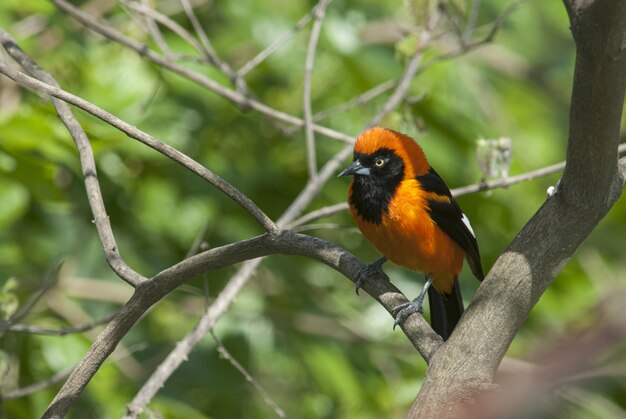 Closeup of a beautiful barn swallow bird sitting on a branch of a tree