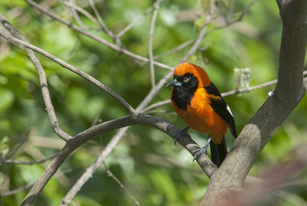 木の枝に座っている美しいツバメ鳥のクローズアップ