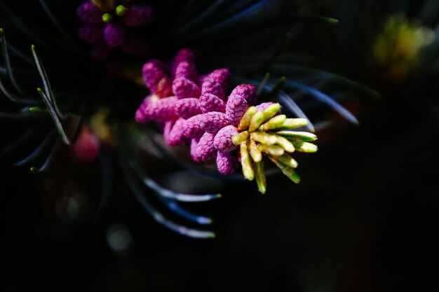 Closeup of a beautiful blooming plant in the woods