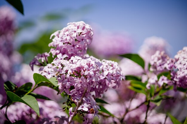 Closeup of a beautiful branch of a lilac tree growing in a forest