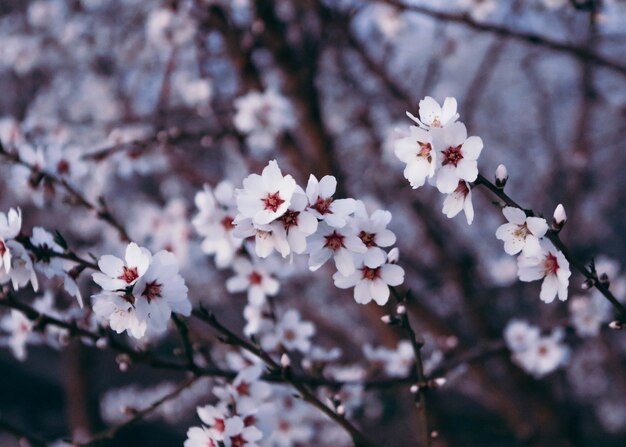 日光の下で美しい桜のクローズアップ