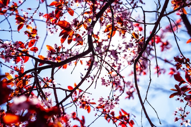 Closeup of a beautiful cherry blossom with the bright sun on the blurry background