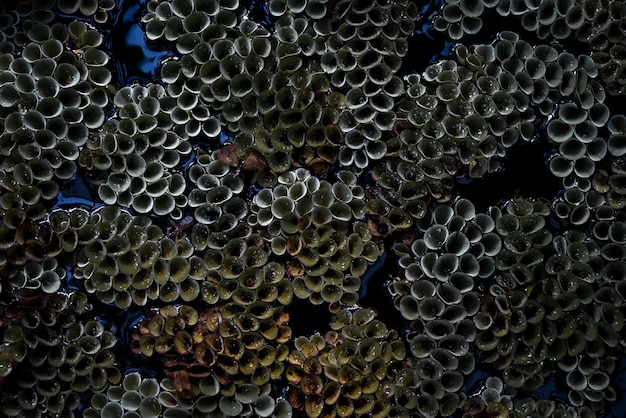 Closeup of beautiful corals under the sea