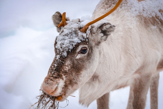 Closeup of a beautiful deer on the snowy ground in the forest in winter