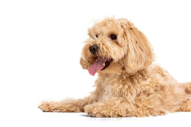 クローズアップ美しい犬マルプー黄金色のポーズ白い背景の上に分離美品種ペット動物の生活の概念