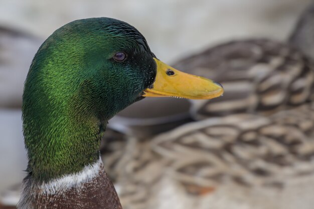 Closeup of a beautiful duck