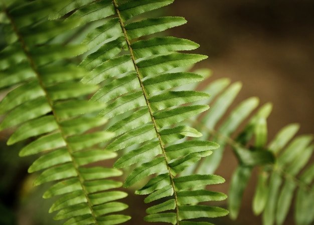 Closeup beautiful exotic plant with blurred background