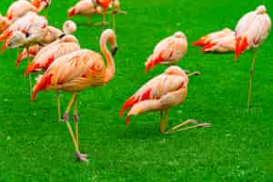 Free photo closeup of beautiful flamingo group on the grass in the park