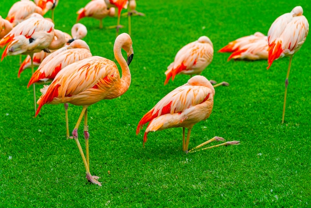 Closeup of beautiful flamingo group on the grass in the park