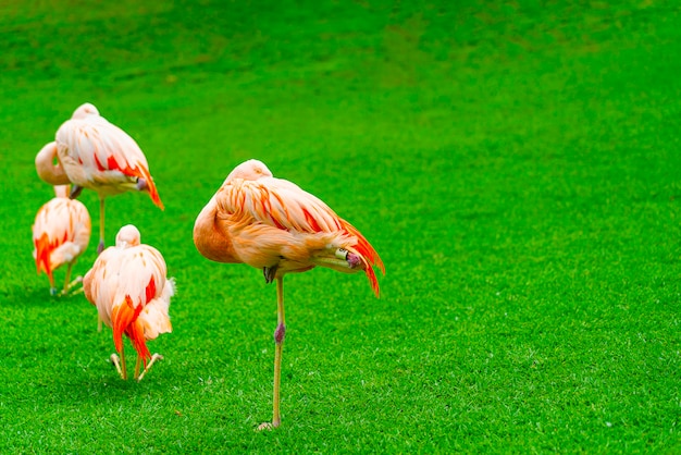 Крупный план красивой группы фламинго спать на траве в парке
