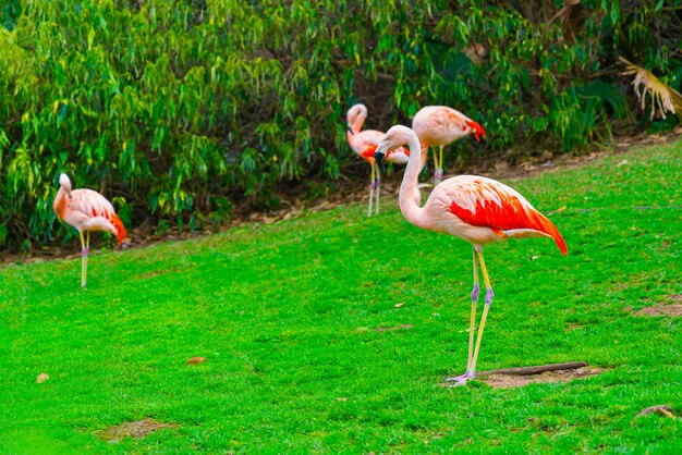 Closeup of beautiful flamingo group standing on the grass in the park