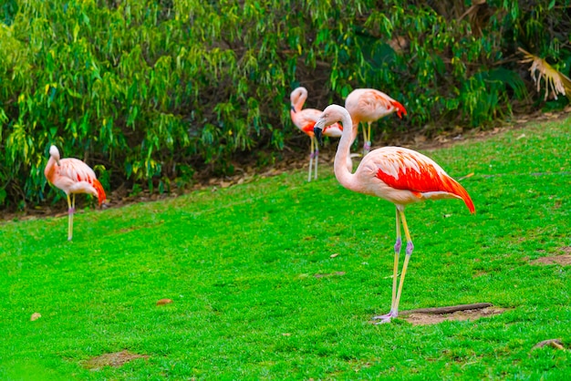 Closeup of beautiful flamingo group standing on the grass in the park