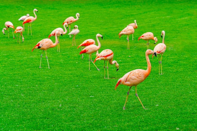 公園の芝生の上を歩いて美しいフラミンゴグループのクローズアップ