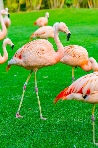 公園の芝生の上を歩いて美しいフラミンゴグループのクローズアップ