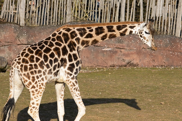 動物園でそのペンの周りを歩く美しいキリンのクローズアップ