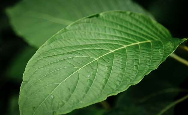 closeup beautiful green leaves