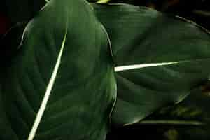 Бесплатное фото Крупным планом красивые зеленые листья