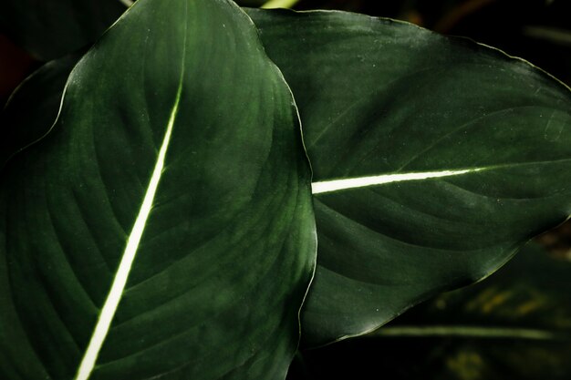 Closeup beautiful green leaves 